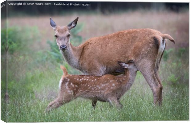 Young Fallow deer feeding from Mum Canvas Print by Kevin White