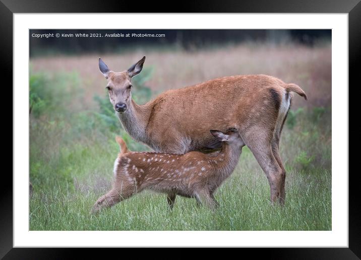 Young Fallow deer feeding from Mum Framed Mounted Print by Kevin White