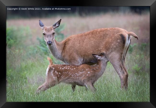 Young Fallow deer feeding from Mum Framed Print by Kevin White