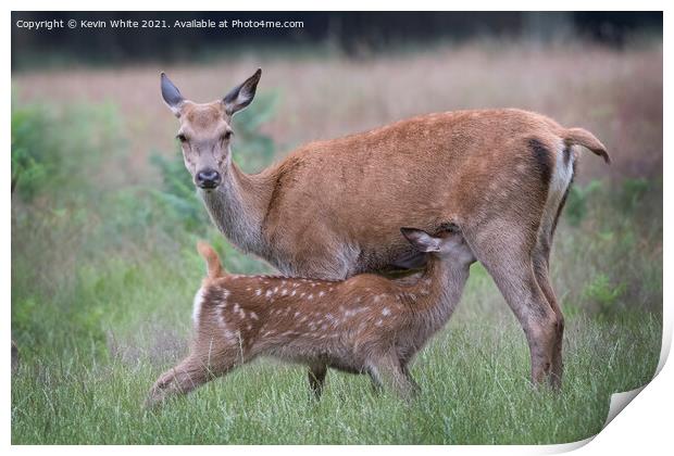 Young Fallow deer feeding from Mum Print by Kevin White