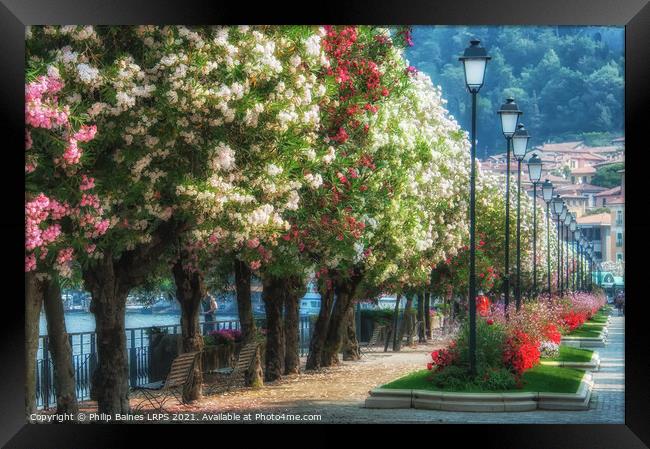 Bellagio in Bloom Framed Print by Philip Baines
