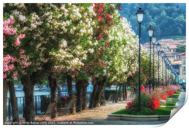 Bellagio in Bloom Print by Philip Baines