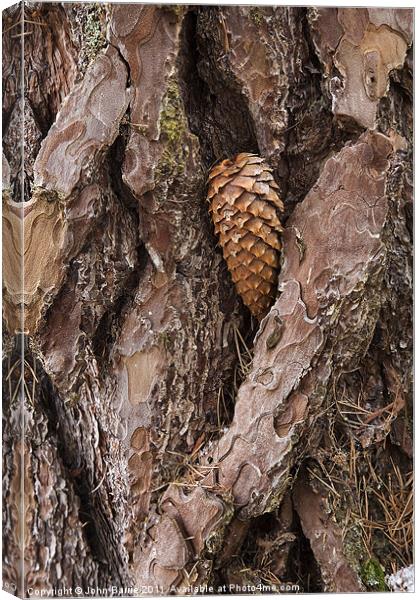 Pine Cone on Tree Trunk Canvas Print by John Barrie