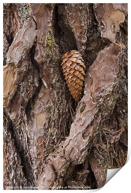 Pine Cone on Tree Trunk Print by John Barrie