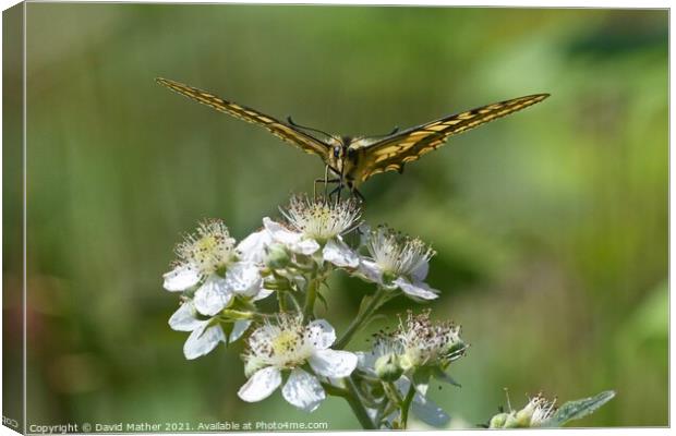 Swallowtail butterfly number 1 Canvas Print by David Mather