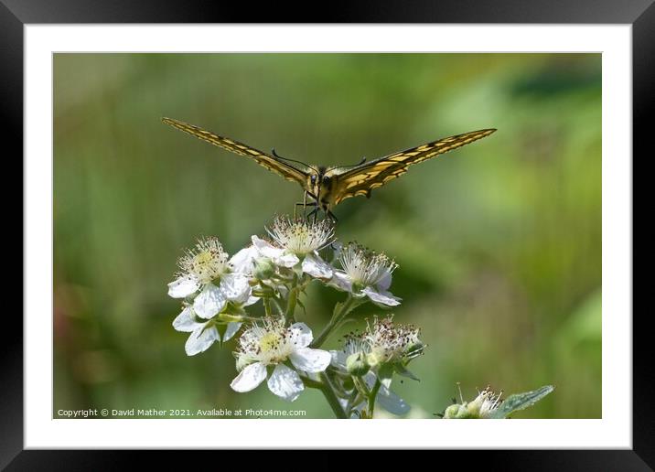 Swallowtail butterfly number 1 Framed Mounted Print by David Mather