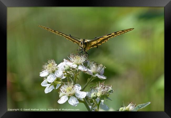 Swallowtail butterfly number 1 Framed Print by David Mather
