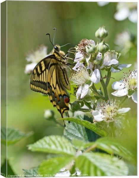 Swallowtail butterfly number 2 Canvas Print by David Mather