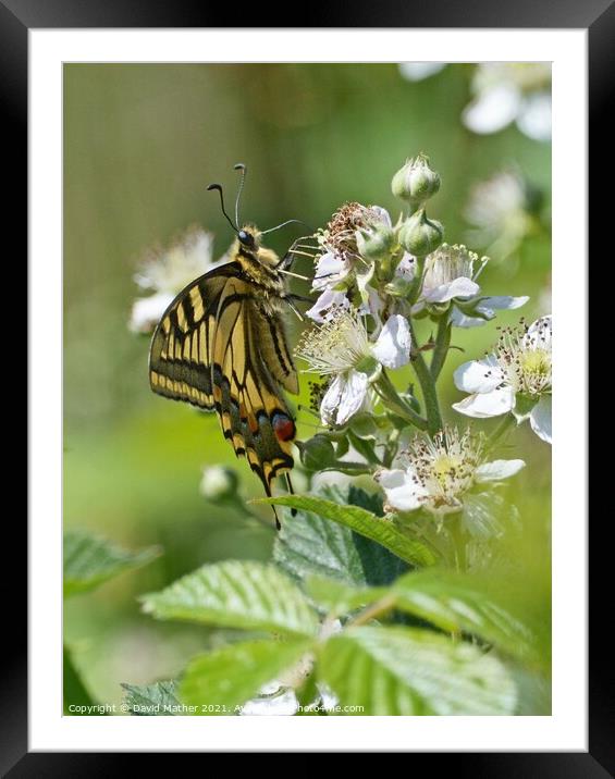 Swallowtail butterfly number 2 Framed Mounted Print by David Mather