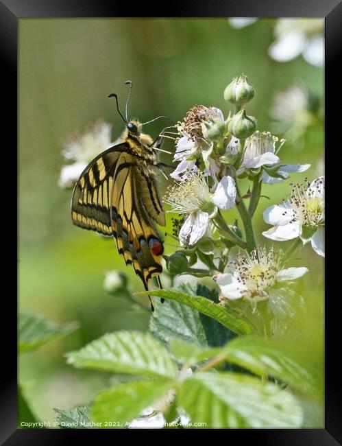 Swallowtail butterfly number 2 Framed Print by David Mather