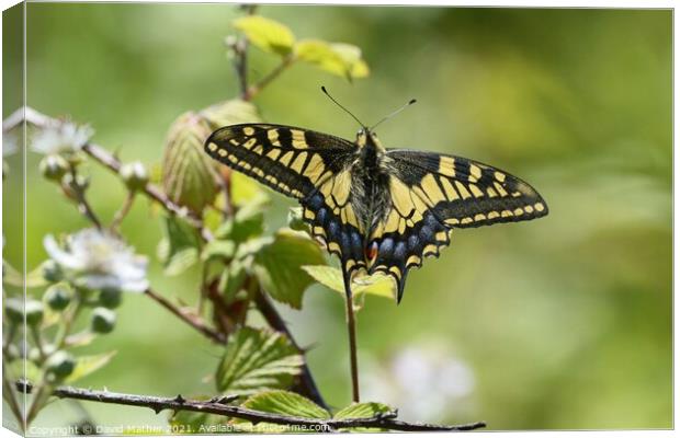 Swallowtail butterfly number 3 Canvas Print by David Mather