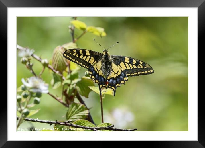 Swallowtail butterfly number 3 Framed Mounted Print by David Mather