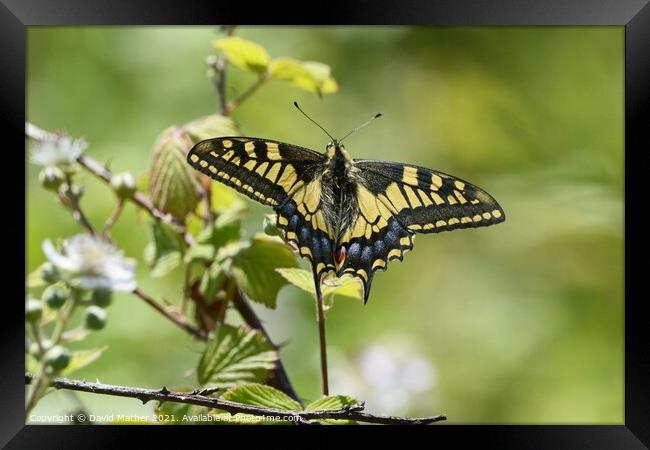 Swallowtail butterfly number 3 Framed Print by David Mather