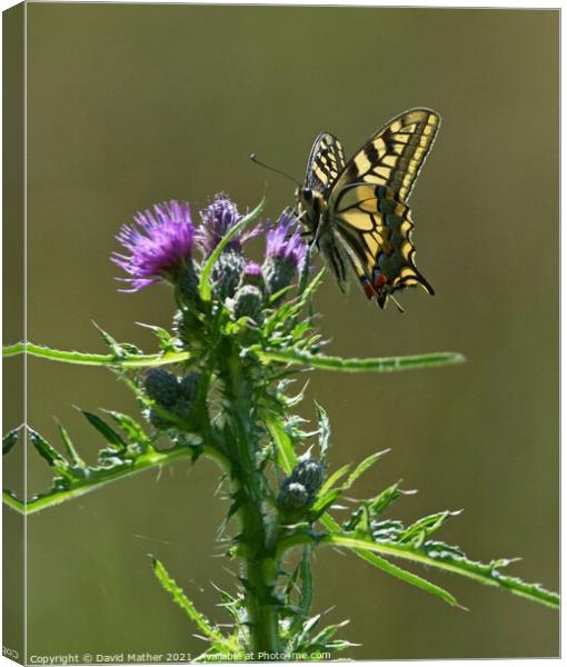 Swallowtail butterfly, Papilio machaon Canvas Print by David Mather