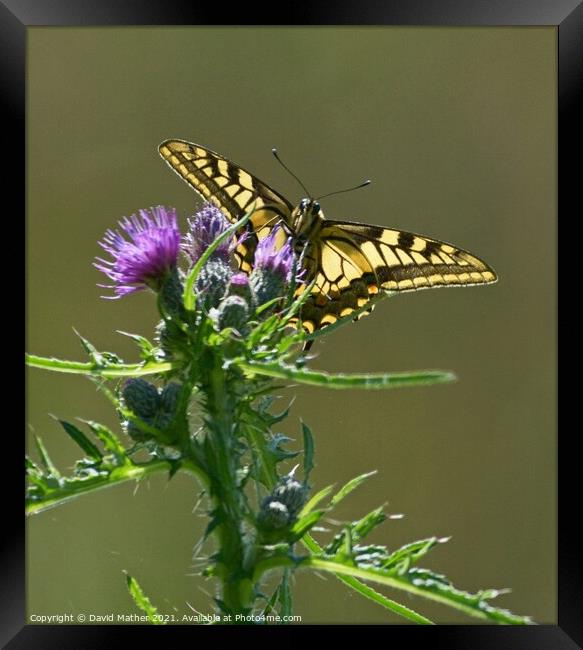 Swallowtail butterfly, Papilio machaon in Norfolk, UK number 2 Framed Print by David Mather