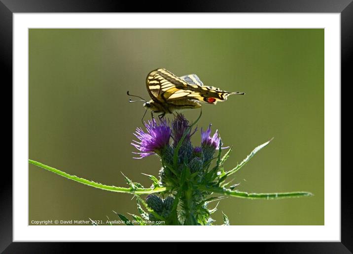 Papilio machaon, Swallowtail butterfly, Norfolk, UK Framed Mounted Print by David Mather