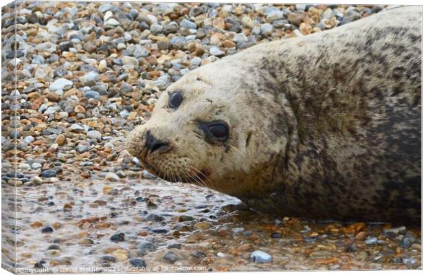 A Common Seal rests on a Norfolk shore Canvas Print by David Mather