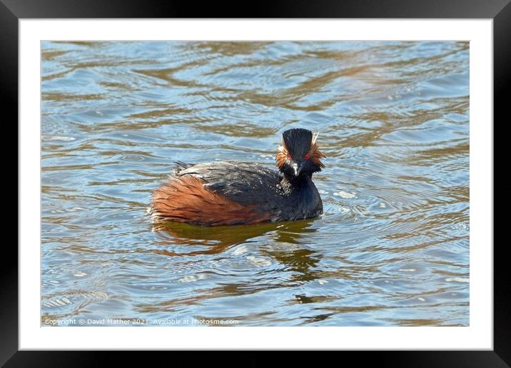 Black necked Grebe Framed Mounted Print by David Mather