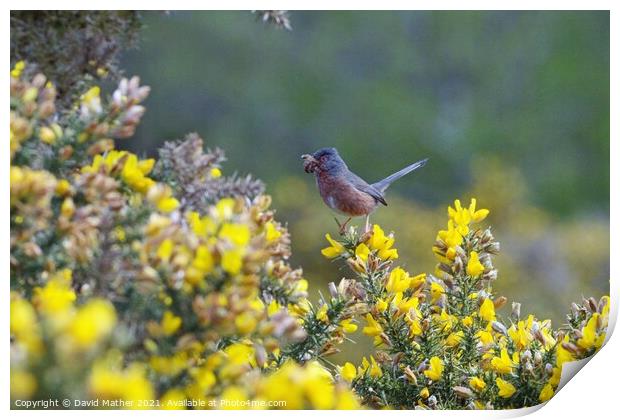 Dartford Warbler Print by David Mather