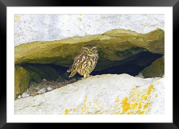 Little Owl, Dorset, UK Framed Mounted Print by David Mather