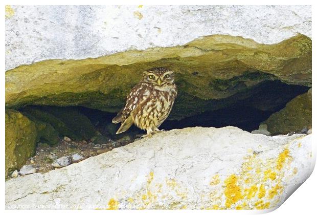 Little Owl, Dorset, UK Print by David Mather