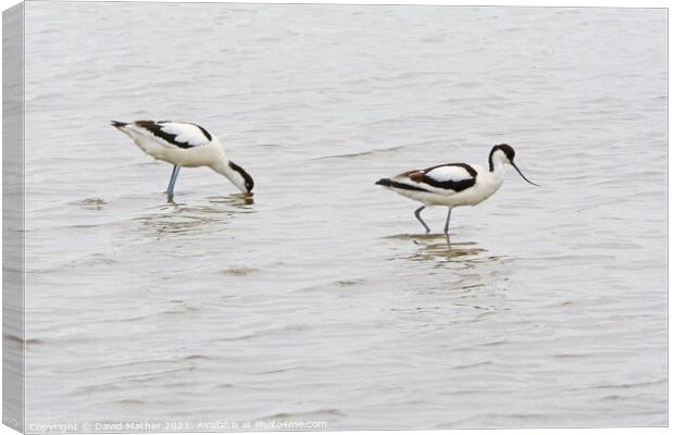 Avocets, Norfolk, UK Canvas Print by David Mather