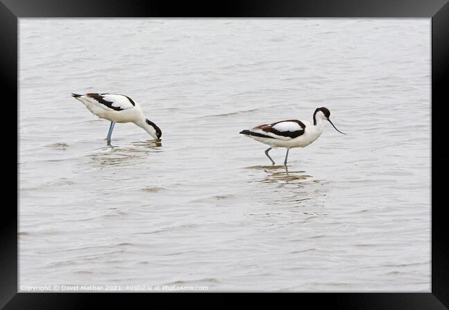 Avocets, Norfolk, UK Framed Print by David Mather