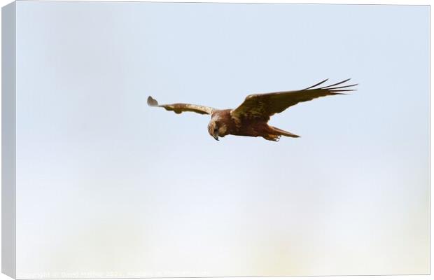 Marsh Harrier scanning for prey Canvas Print by David Mather