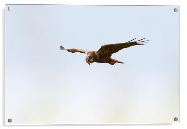 Marsh Harrier scanning for prey Acrylic by David Mather