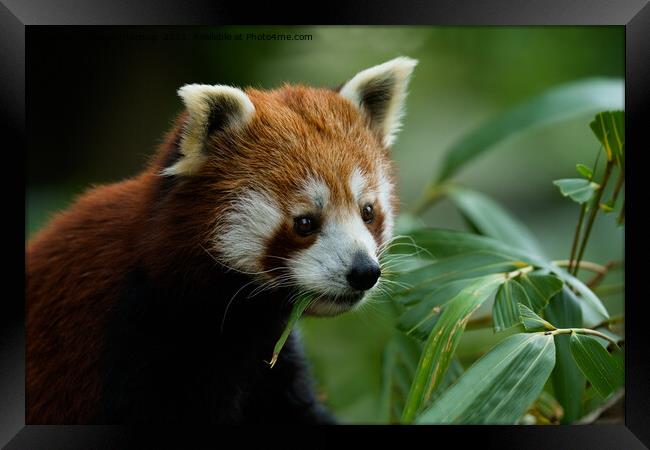 Red Panda Framed Print by rawshutterbug 