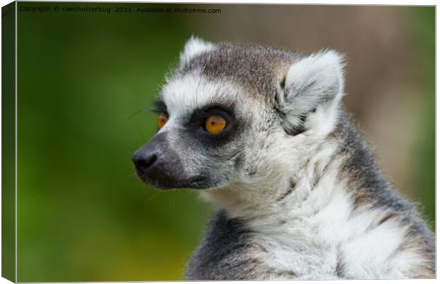 Lemur Close-Up Canvas Print by rawshutterbug 