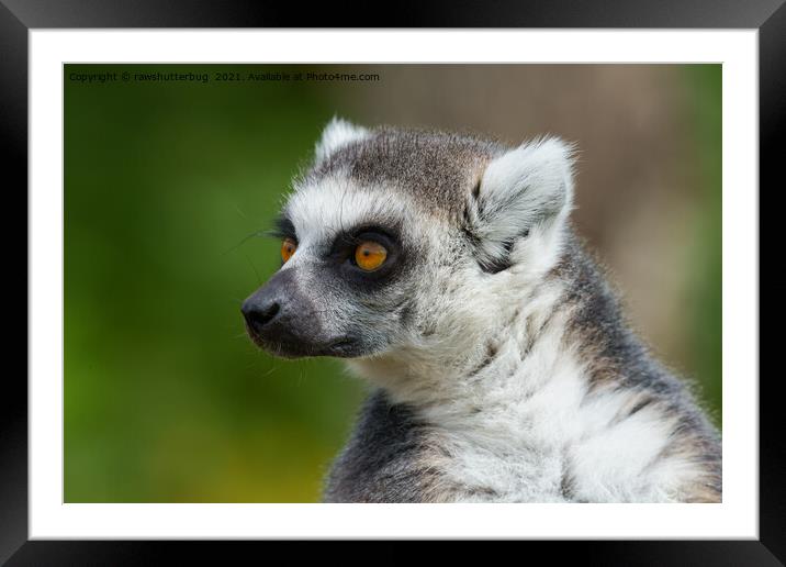 Lemur Close-Up Framed Mounted Print by rawshutterbug 