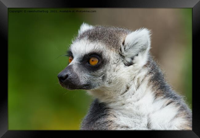 Lemur Close-Up Framed Print by rawshutterbug 