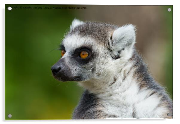 Lemur Close-Up Acrylic by rawshutterbug 