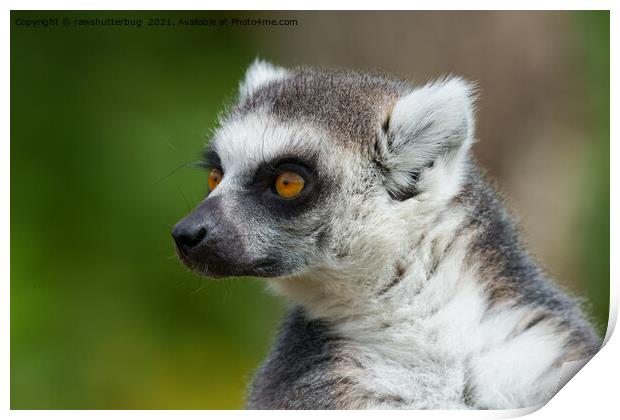Lemur Close-Up Print by rawshutterbug 