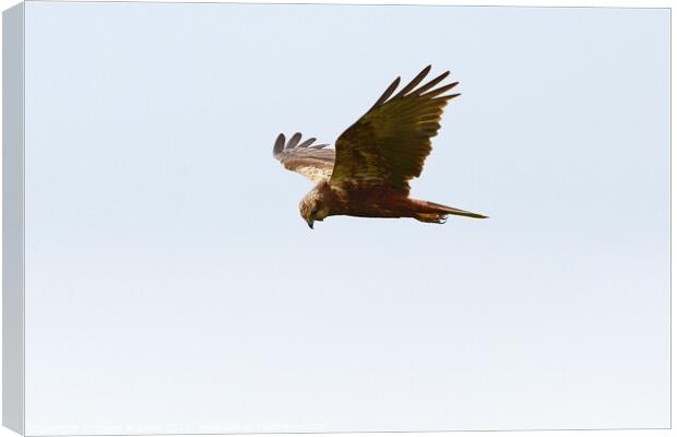 Marsh Harrier about to swoop Canvas Print by David Mather