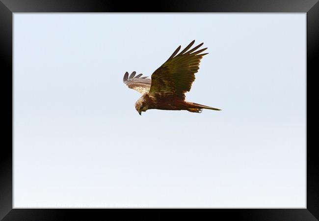 Marsh Harrier about to swoop Framed Print by David Mather