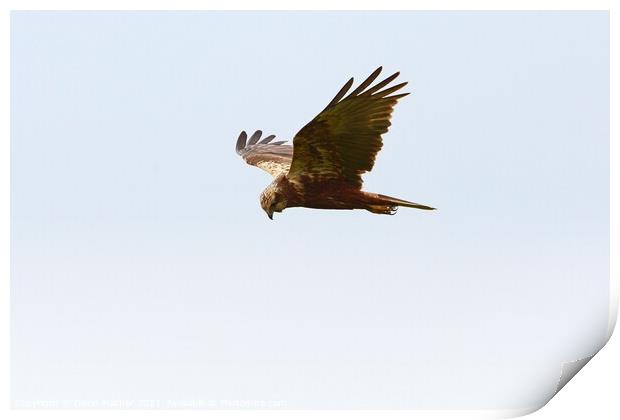Marsh Harrier about to swoop Print by David Mather