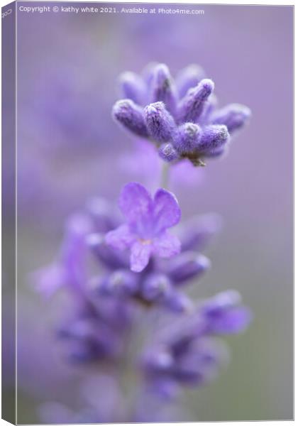 Lavender,image of lavender  Canvas Print by kathy white