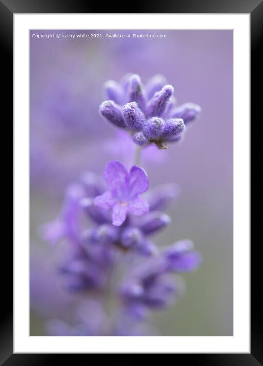 Lavender,image of lavender  Framed Mounted Print by kathy white