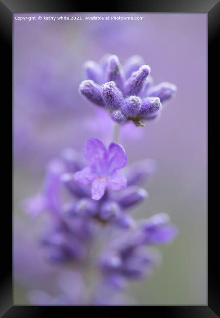 Lavender,image of lavender  Framed Print by kathy white
