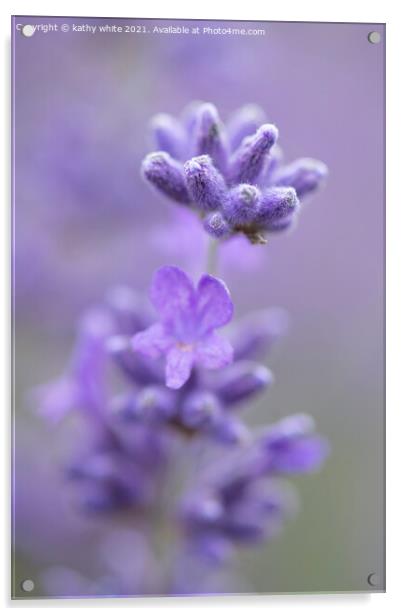 Lavender,image of lavender  Acrylic by kathy white
