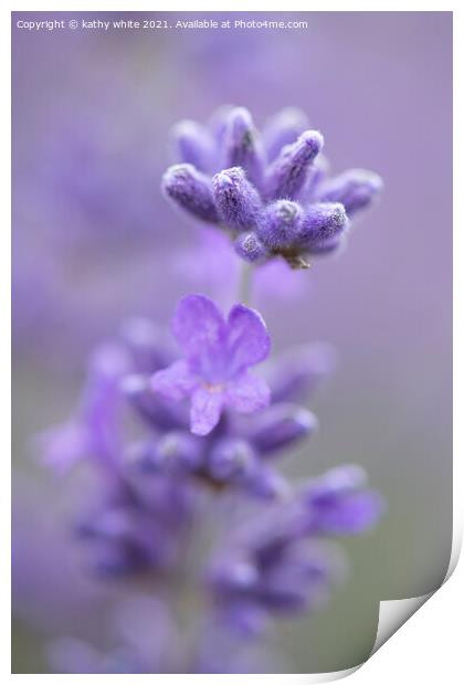 Lavender,image of lavender  Print by kathy white
