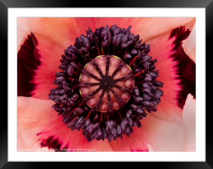 The centre of a large garden poppy Framed Mounted Print by Joy Walker