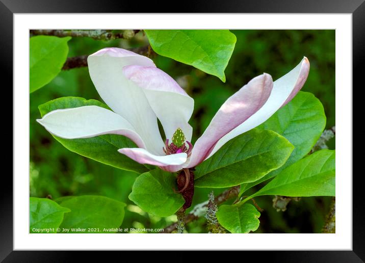A single magnolia flower in close-up Framed Mounted Print by Joy Walker