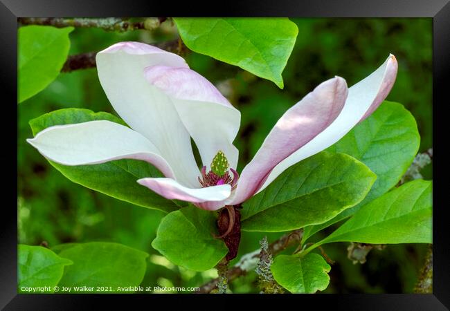 A single magnolia flower in close-up Framed Print by Joy Walker