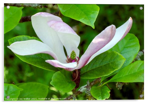 A single magnolia flower in close-up Acrylic by Joy Walker