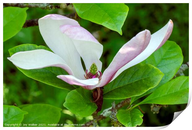 A single magnolia flower in close-up Print by Joy Walker