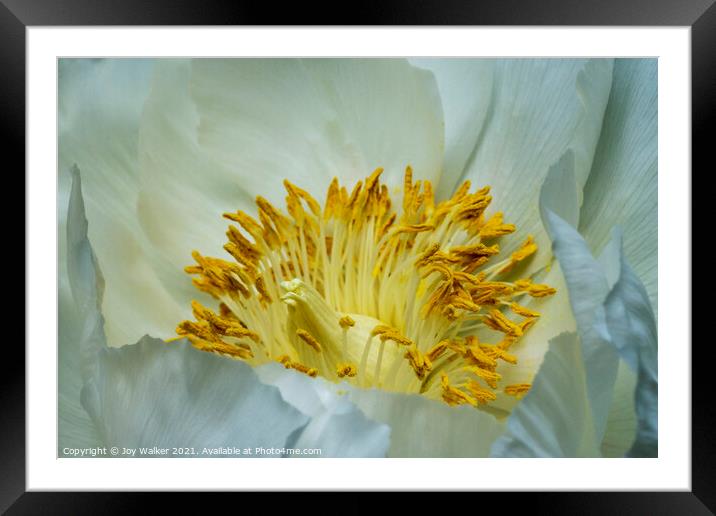 A close-up of a single white peony Framed Mounted Print by Joy Walker