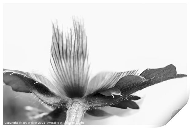 Detail of a poppy in black and white Print by Joy Walker